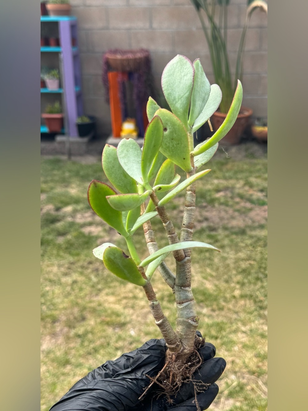 Silver Dollar Jade Plant (Crassula Arborescens) - Picture 3 of 5